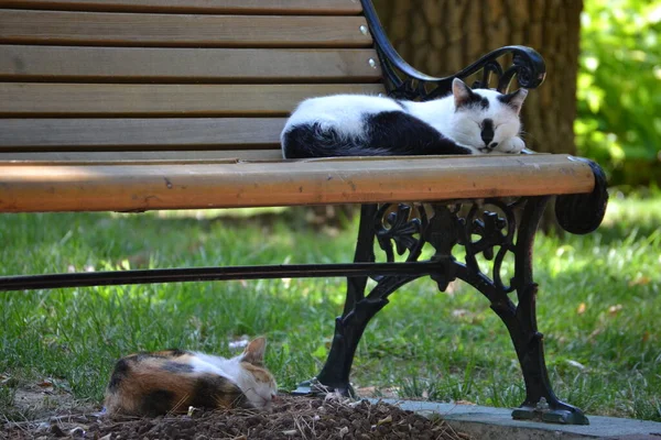 Schlafende Katzen Auf Und Unter Einer Bank Park — Stockfoto