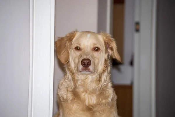 Желтая Собака Ждет Еды Перед Кухней — стоковое фото