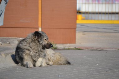 Uykulu bir sokak köpeği yerde yatıyor.