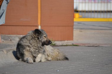 Uykulu bir sokak köpeği yerde yatıyor.