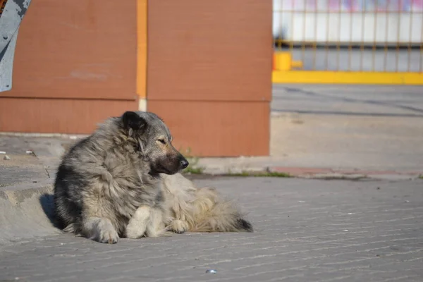 Ein Schläfriger Straßenhund Liegt Auf Dem Boden — Stockfoto