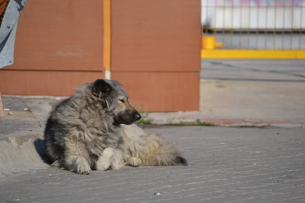 Ein Schläfriger Straßenhund Liegt Auf Dem Boden — Stockfoto