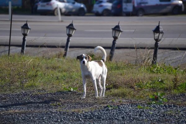 一只白色的流浪狗站在那里看着摄像机 — 图库照片
