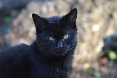 Kara kedi, siyah bir sokak kedisi oturuyor ve bakıyor