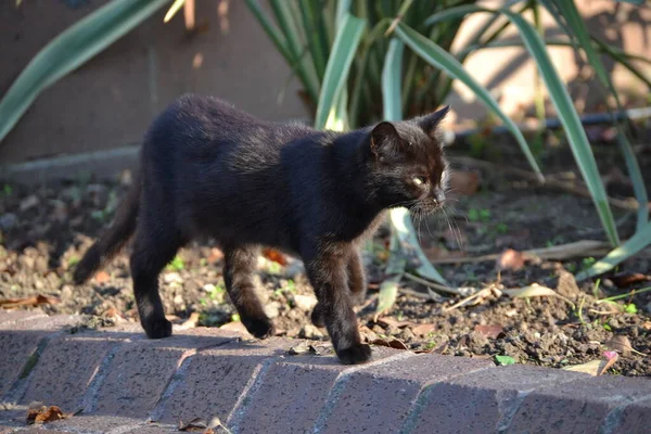 一只走失的黑猫 — 图库照片