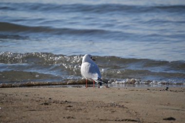 Martı sahilde duruyor.