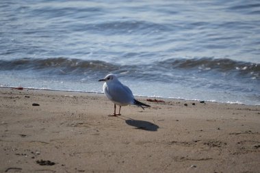 Martı sahilde duruyor.