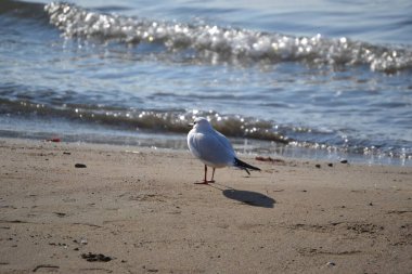 Martı sahilde duruyor.