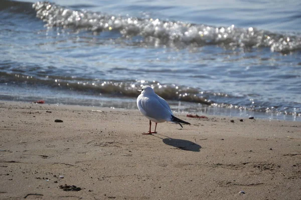 Martı sahilde duruyor.