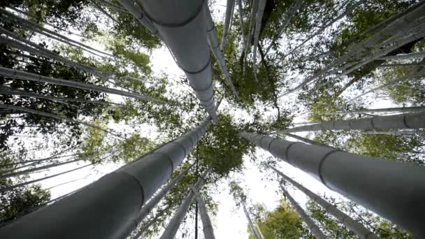 Mirando hacia el cielo en el bosque de bambú mientras giraba. — Vídeo de stock