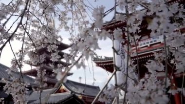 Tokyo'da Sensoji Tapınağı, Japonya, Asakusa Kannon Tapınağı, Kiraz Ağacı Çiçeği