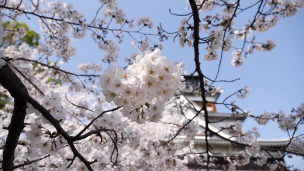 Castillo de Hiroshima durante la temporada de flores de cerezo. Floración completa. — Vídeo de stock