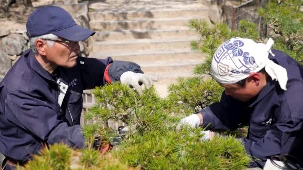 Japanska trädgårdsmästare skär dekorativa buskar i japansk trädgård. Bonsai-skrotning — Stockvideo