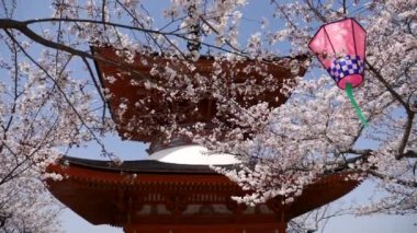Miyajima Adası 'ndaki Pagoda kiraz çiçekleri sırasında, Japonya