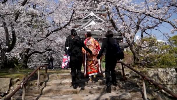 Japon model kimono giyiyor. Hiroşima Kalesi 'nin yanındaki kiraz çiçeği parkı.. — Stok video