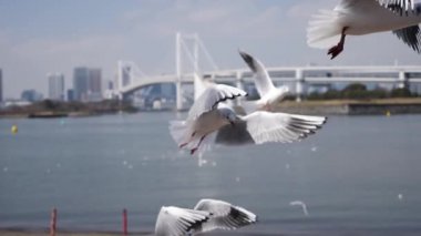 Uçan martılar yavaş çekimde yiyecek arıyorlar. Gökkuşağı Köprüsü, Odaiba, Tokyo