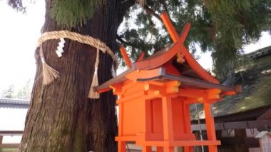 Küçük turuncu bir tapınağı olan 1000 yıllık Japon sedir ağacı, Nara.
