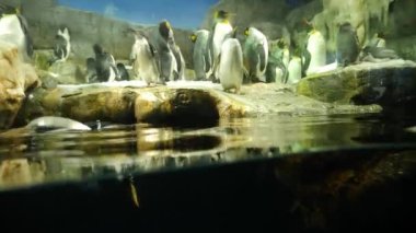 İmparator Penguen suya atlıyor. Denizin altından 4K görüntü.