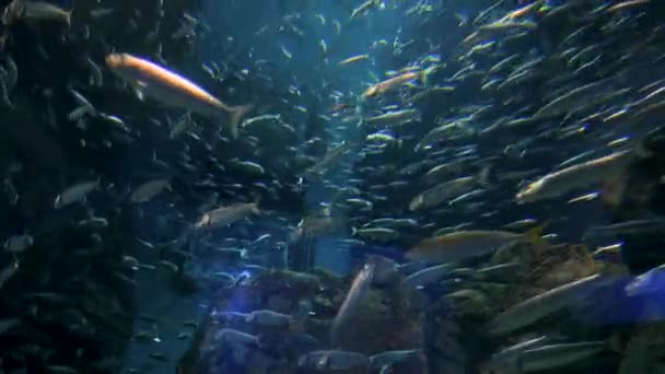 Horda de peces nadan en un círculo bajo el agua. — Vídeos de Stock