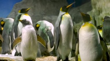 İmparator Penguen ve civcivler yaklaşıyor. 4k görüntü.