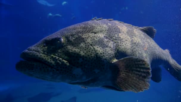 Nära en enorm ful grouper fisk under vattnet. 4K-bilder. — Stockvideo
