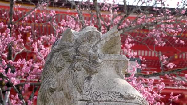 Stone komainu s třešňovým květem a japonskou pagodou v backgraoundu, Kjóto. — Stock video