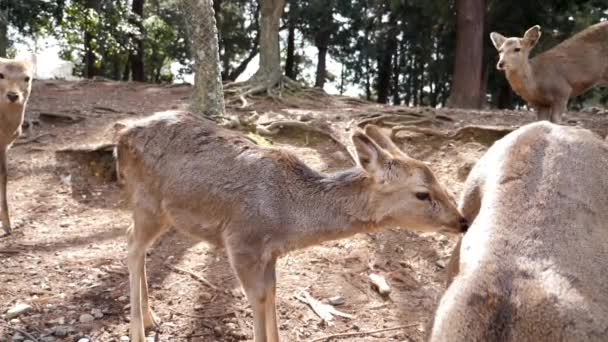 일본 나라에 사는 야생 동물을 가까이 서 구경하다. — 비디오