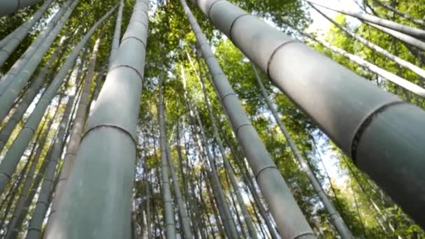 Глядя на небо в бамбуковом лесу. Бамбуковый лес Арашияма в Японии. — стоковое видео