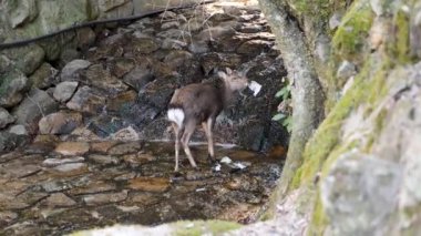 Japonya 'nın Miyajima adasında kağıt yiyen vahşi bir geyik..