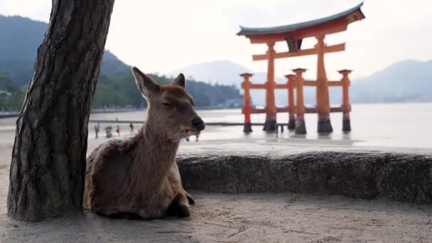 Vahşi geyik Miyajima Adası 'ndaki yüzen bir Torii kapısının önünde sürünür ve dinlenir. — Stok video