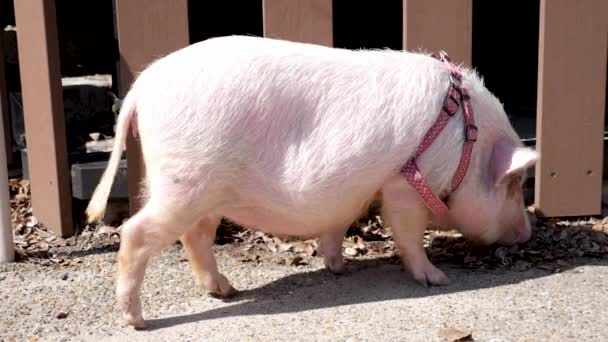 Gros porc rose. Gardée comme animal de compagnie au Japon. — Video