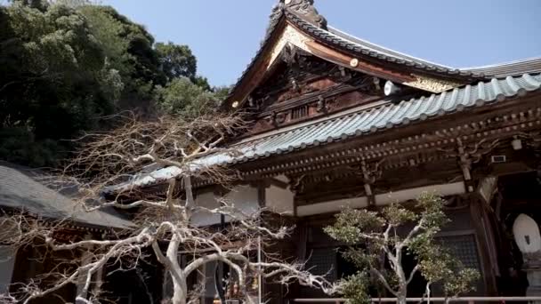 Boeddhistische tempel met bonsai. Traditionele Japanse tuin en architectuur. — Stockvideo