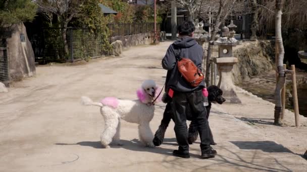 Japanischer Mann auf einem Spaziergang mit zwei großen Pudeln, Hiroshima, Japan. — Stockvideo