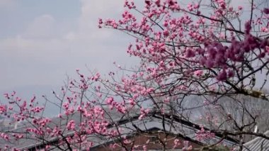Baharda mavi gökyüzünün altında kiraz çiçekleri açar. Sakura çiçeği..