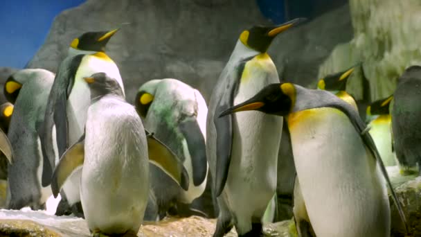Empereur Pingouins avec des poussins de près. Images 4k. — Video
