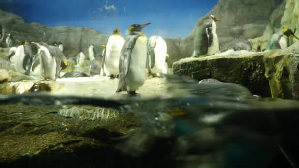 Pingvin császár úszik a vízben. 4K felvétel a tenger alól. — Stock videók