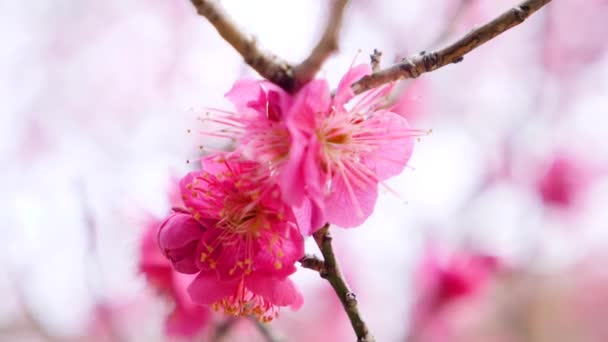 Floraison détaillée de cerisiers au printemps. Sakura fleurit. Pleine fleur. — Video