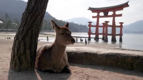 Vadon élő szarvas mászik és pihen egy úszó Torii kapu előtt a Miyajima szigeten. — Stock videók