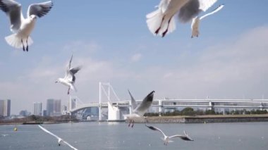 Uçan martılar yavaş çekimde yiyecek arıyorlar. Gökkuşağı Köprüsü, Odaiba, Tokyo