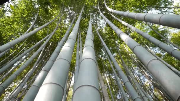 Глядя на небо в бамбуковом лесу. Бамбуковый лес Арашияма в Японии. — стоковое видео
