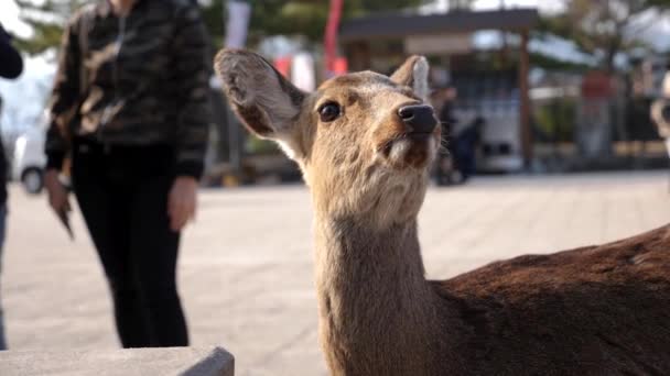 Ласкание или обнимание с оленем в замедленном темпе Нара, Япония. — стоковое видео
