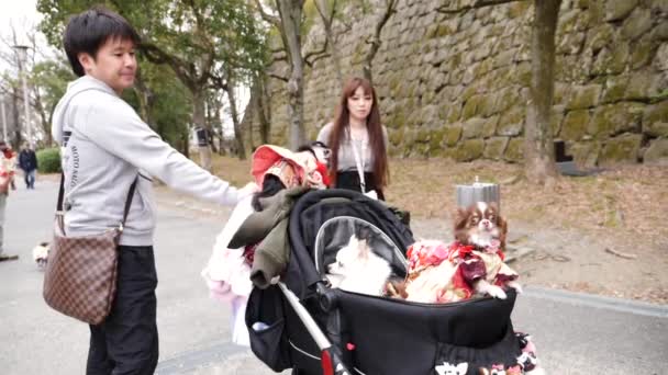 Familjevandring med tre påklädda hundar i barnvagn, Osaka, Japan — Stockvideo