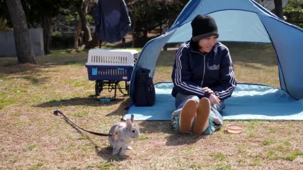 Lepre come un animale domestico tesoro. Parco in Giappone. — Video Stock