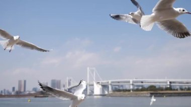 Uçan martılar yavaş çekimde yiyecek arıyorlar. Gökkuşağı Köprüsü, Odaiba, Tokyo