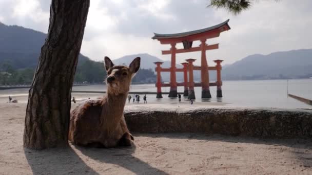 Vadon élő szarvas mászik és pihen egy úszó Torii kapu előtt a Miyajima szigeten. — Stock videók