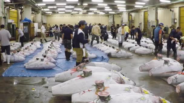 Merchant checking fresh tuna. The largest tuna market in Japan. Tuna auction. — Stock Video