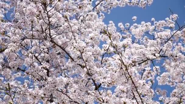 Los cerezos florecen bajo el cielo azul claro en primavera. Sakura blossom. Floración completa. — Vídeo de stock
