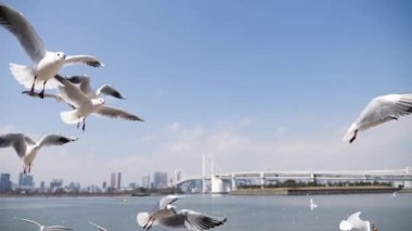 Uçan martılar yavaş çekimde yiyecek arıyor, Odaiba, Tokyo