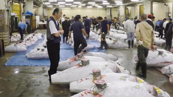 Händler überprüfen frischen Thunfisch. Der größte Thunfischmarkt Japans. Thunfisch-Auktion. — Stockvideo