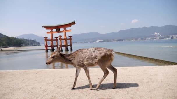 Divoký padlý jelen kráčející před plovoucí bránou Torii na ostrově Miyajima — Stock video